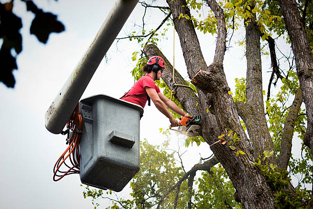 Best Tree Disease Treatment  in Farmersville, CA